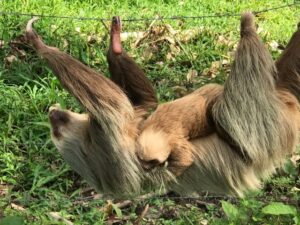 Oso perezoso en Costa Rica